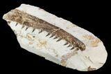 Fossil Mosasaur (Tethysaurus) Jaw Section - Goulmima, Morocco #107085-4